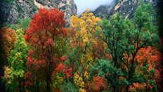 Computer Screen Image #104 Autumn Trees Screen Image (Image Only. Computer Prop Not Included)