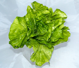 Lettuce Head
