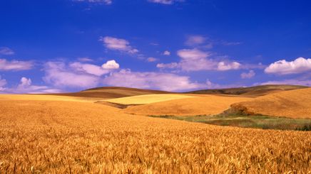 27" TV Screen Image #132 Golden Fields (Screen Print Only. 27 Inch TV Prop Not Included)