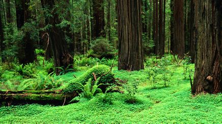 27" TV Screen Image #148 Redwood Forest (Screen Print Only. 27 Inch TV Prop Not Included)