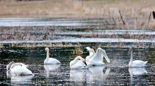 27" TV Screen Image #185 Swans (Screen Print Only. 27 Inch TV Prop Not Included)