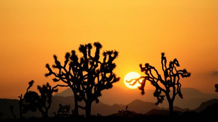 50" TV Screen Image #139 Joshua Trees (Screen Print Only. 50 Inch TV Prop Not Included)