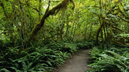 40" TV Screen Image #153 Forest Trail (Screen Print Only. 40 Inch TV Prop Not Included)