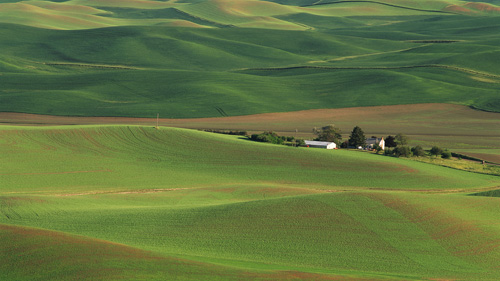 60" TV Screen Image #124 Fields of Green (Screen Print Only. 60 Inch TV Prop Not Included)