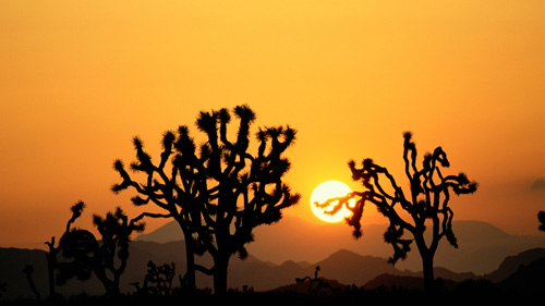 60" TV Screen Image #139 Joshua Trees (Screen Print Only. 60 Inch TV Prop Not Included)